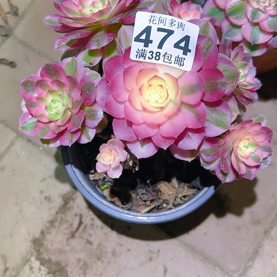 【闪购商品】用****7474多肉