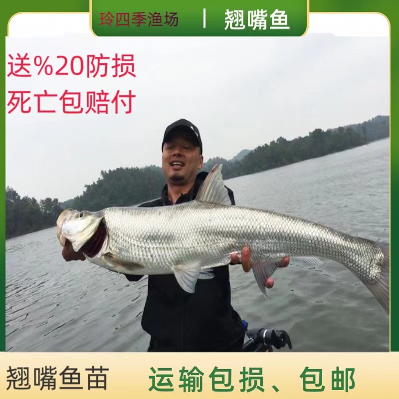 翘嘴鱼苗大白条小鱼苗米级翘嘴淡水养殖食用翘壳鱼苗同城刁子鱼