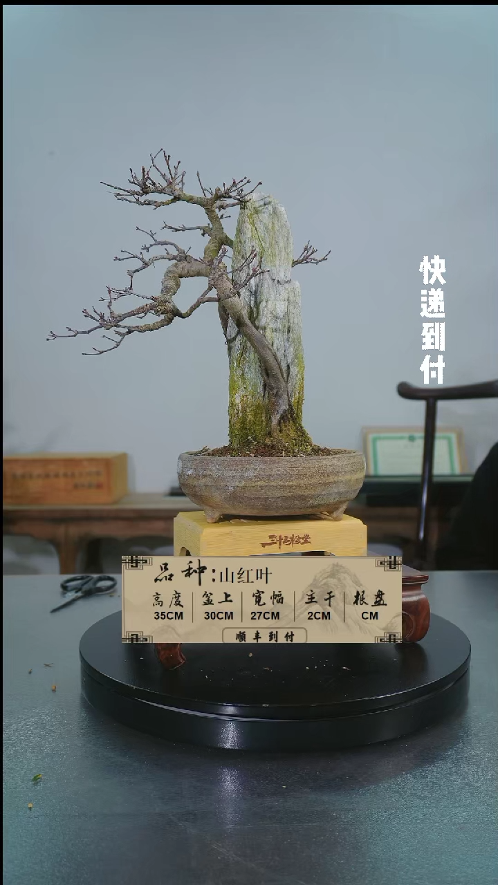 【闪购商品】1F405附石山红叶 不包邮