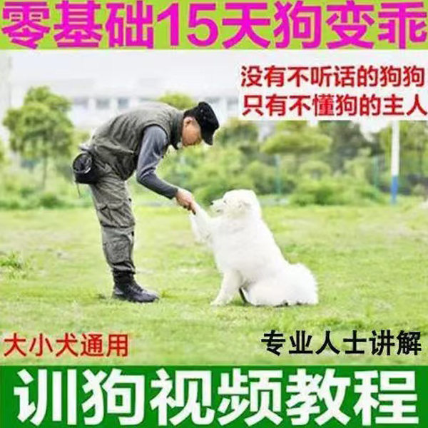 训狗视频教程自学训犬泰迪金毛拉布拉多狗狗专业训练知识资料教学