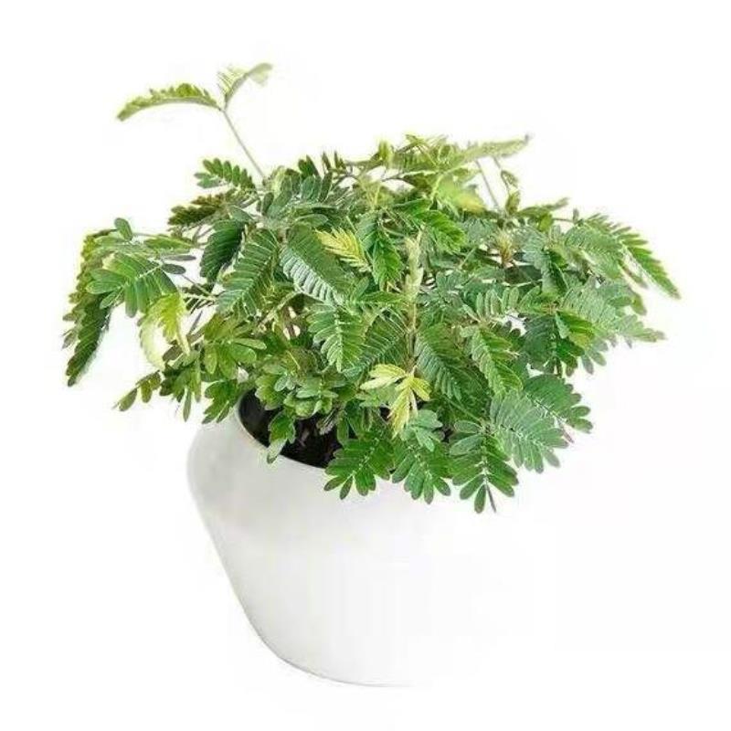 四季播种彩叶含羞草花种子四季活奇趣植物害羞草室内外阳台盆栽