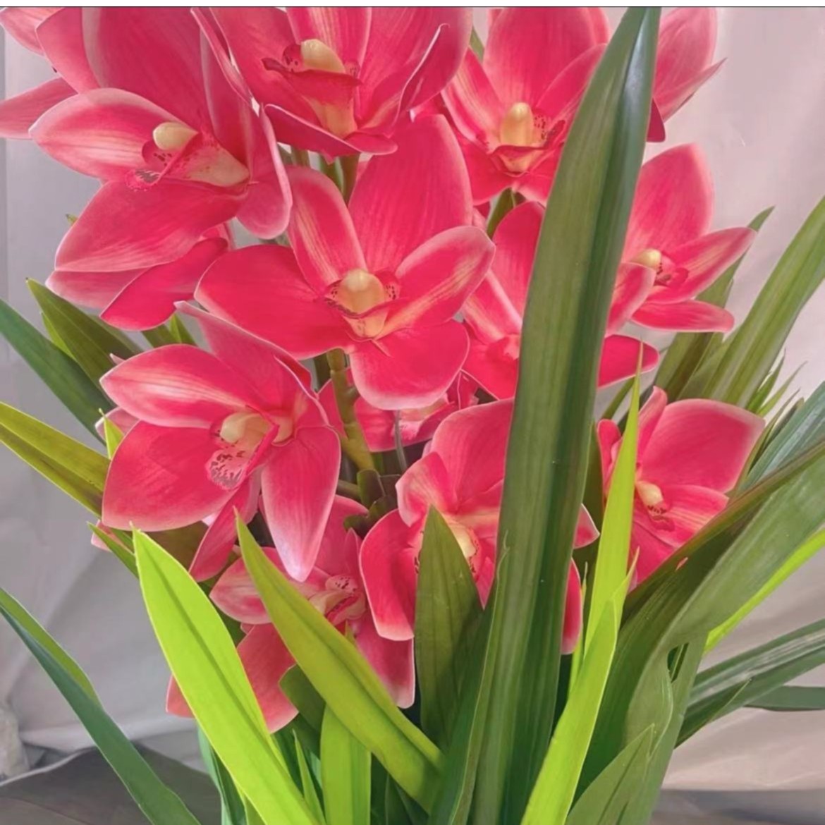 《婷婷》粉红色花卉室内盆栽地栽种植四季常青年宵花卉开花庭院种植