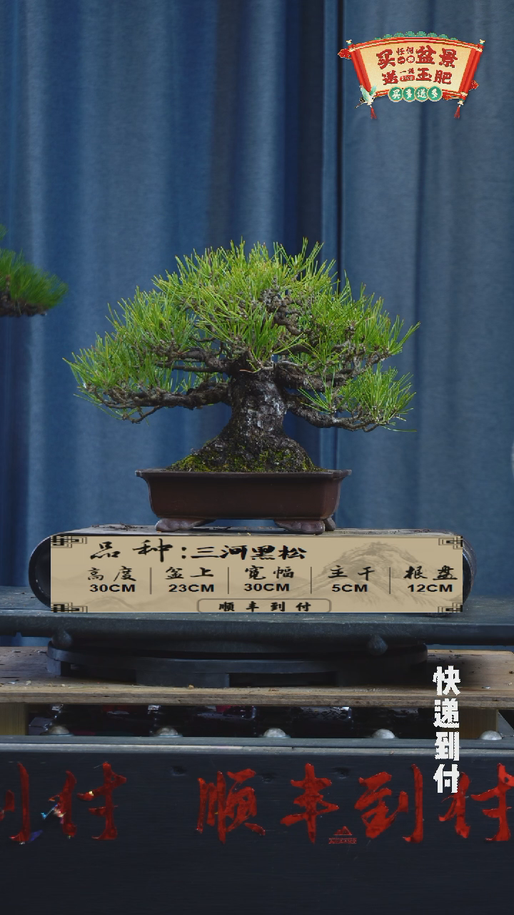 【闪购商品】1f622三河黑松bubaoyou