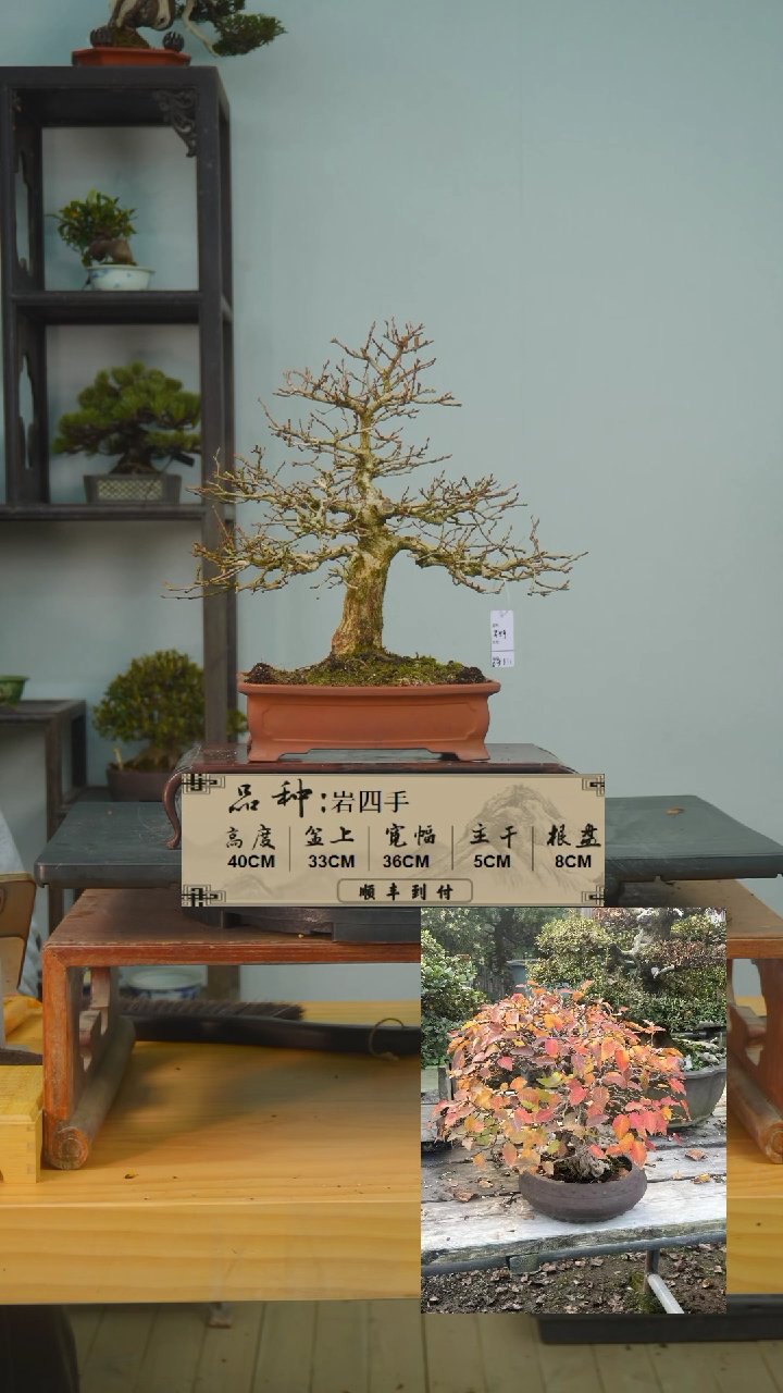 【闪购商品】1f348岩四手bubaoyou