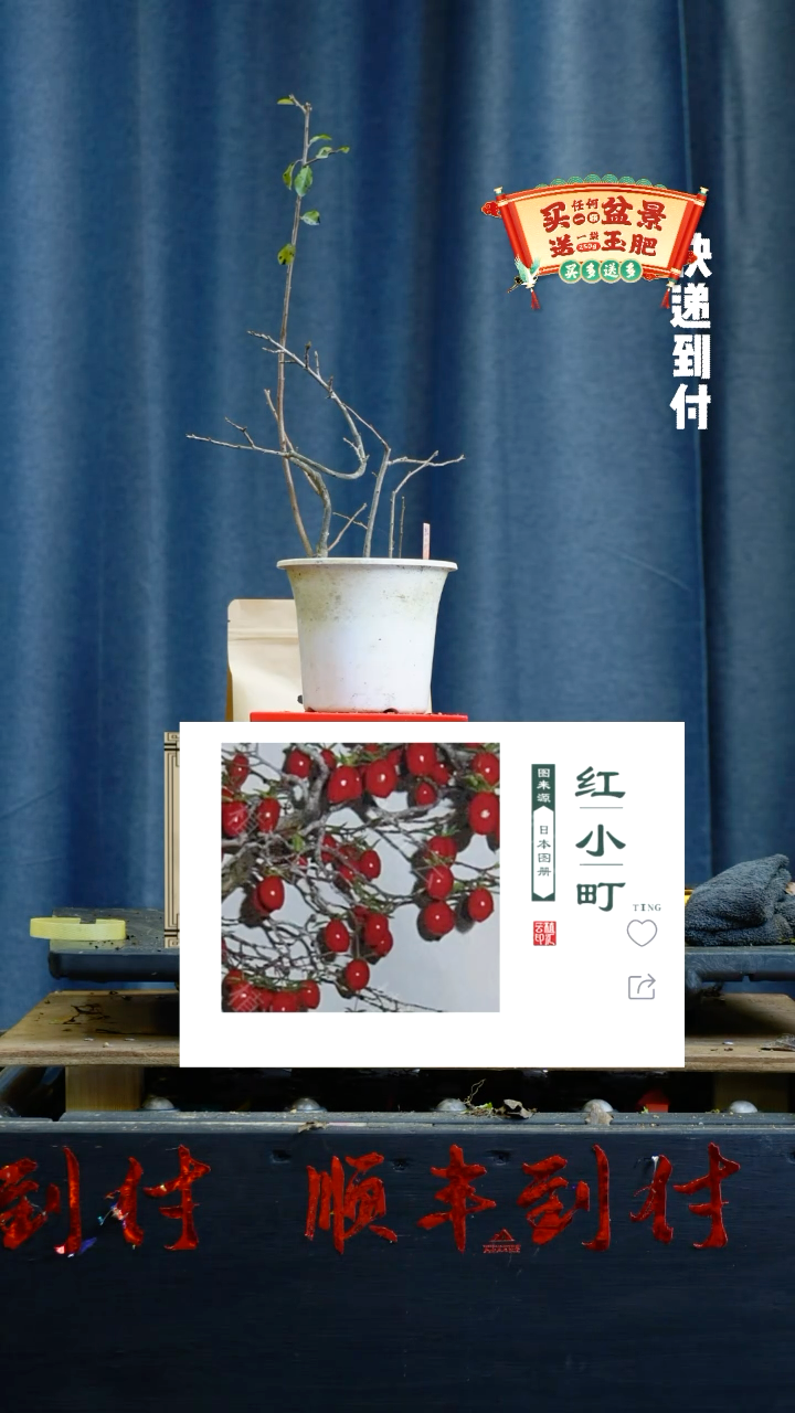 【闪购商品】1860老鸦