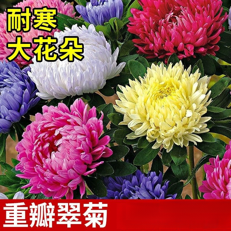 室内外盆栽混色糖果菊种籽小雏菊花籽翠菊花种子花种籽子