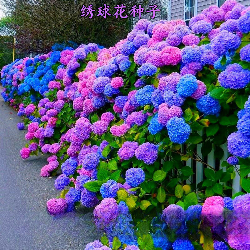 绣球花种子批发易活盆栽植物木绣球秋冬天种八仙花种籽子四季开花