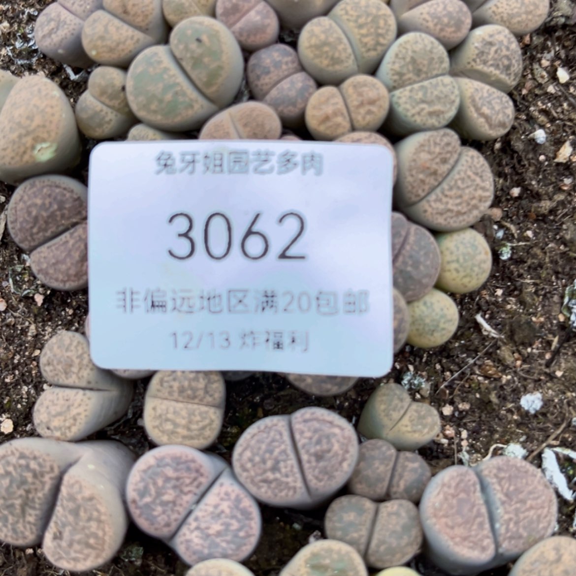 【闪购商品】3062盆土