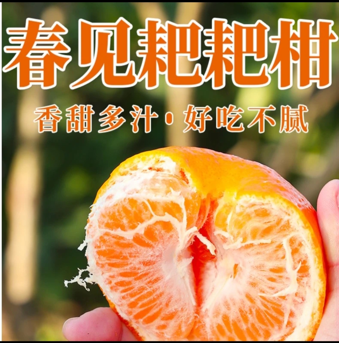 四川春见耙耙柑。香甜多汁好吃丑柑,柑橘。水果产地直发