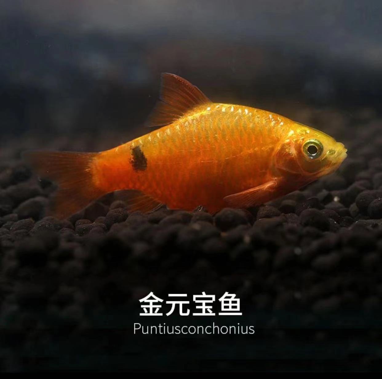 金元宝鱼玫瑰鲫鱼观赏鱼广温闯缸新手鱼好养耐活低温小型草缸鱼