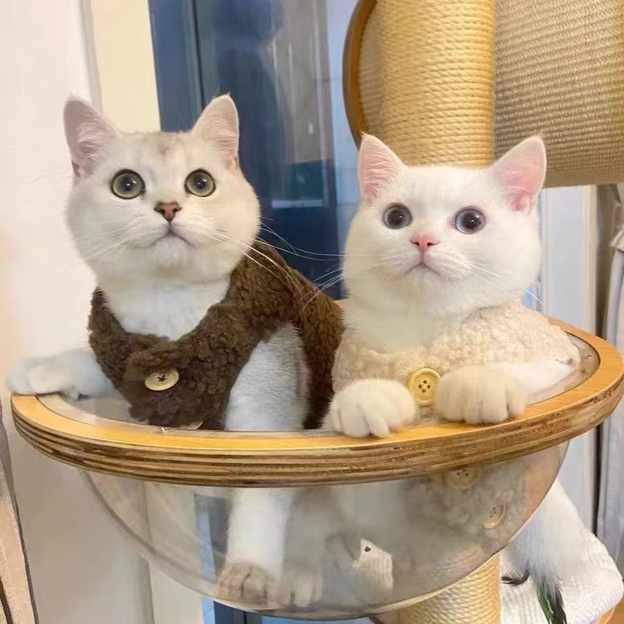 猫咪衣服批发可爱保暖羊羔毛马甲背心秋冬款布偶蓝猫幼猫宠物冬装
