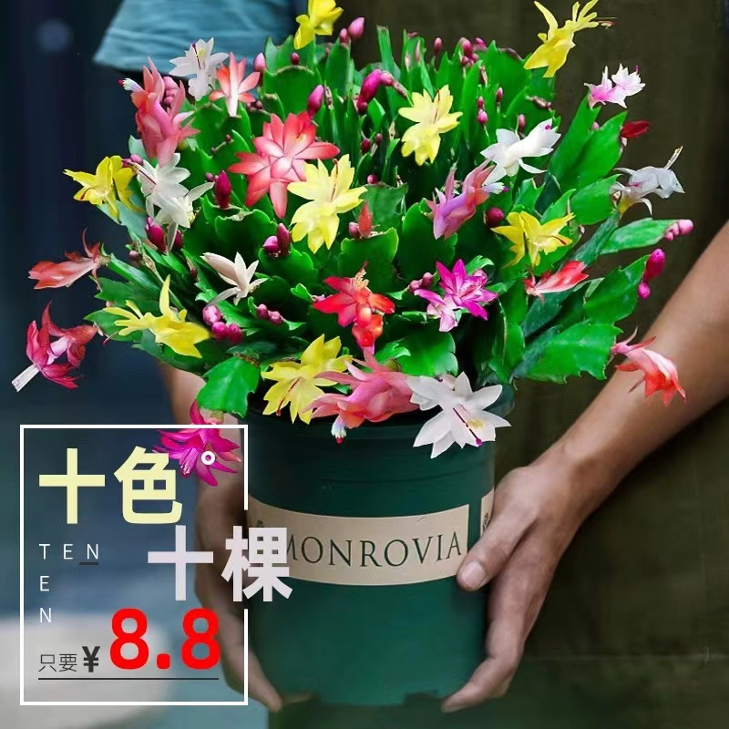 【卖全新疆包邮】8.8元蟹爪兰花卉盆栽室内绿植多色重瓣花苗带