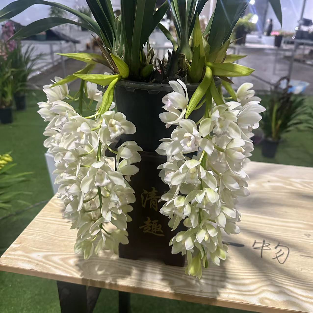 （冰瀑）大花蕙兰桌面室内盆栽花卉带花苞年宵花客厅花高级美观好养