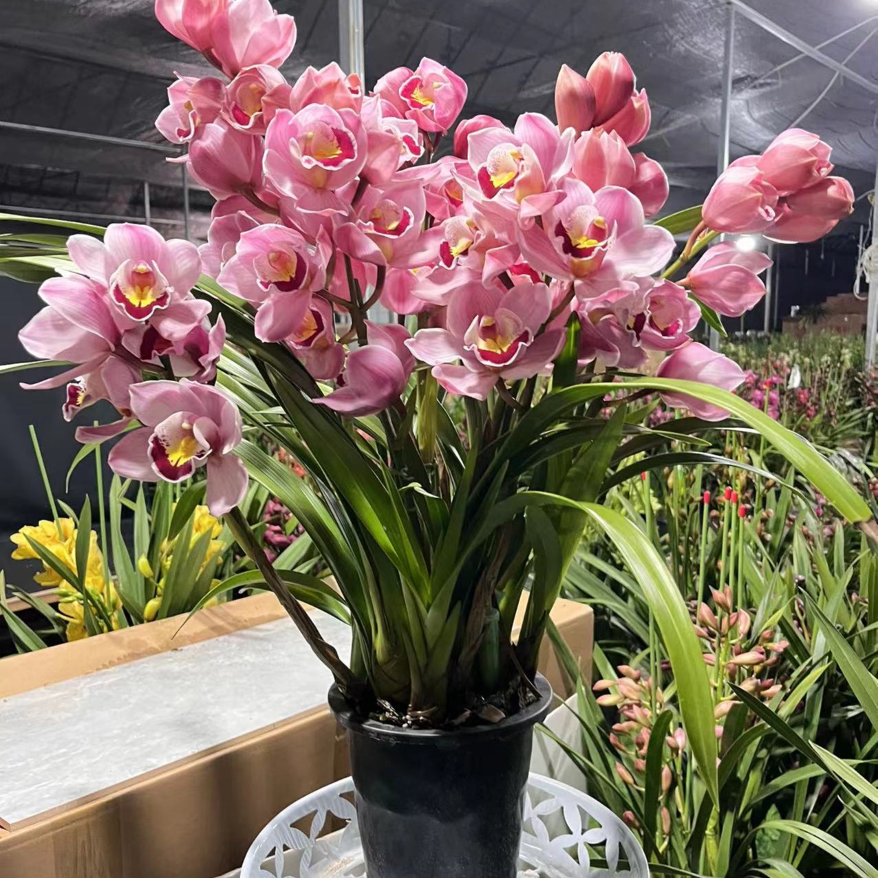 福星大花蕙兰粉色年宵花带花苞基地发货室内客厅花卉开花兰花植株