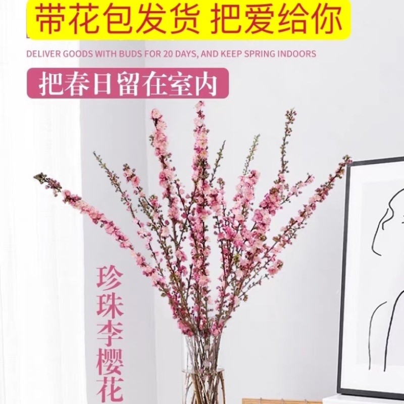 干枝珍珠李干桃枝樱花水培植物带花苞花雪柳枝鲜切干花卉室内水养