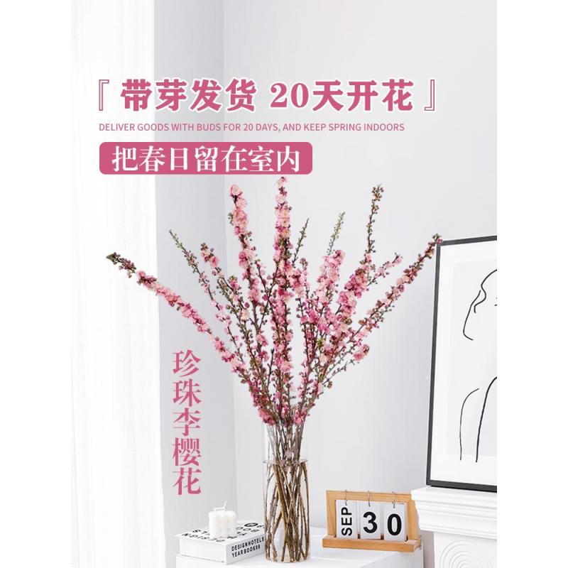 干枝珍珠李干桃枝樱花水培植物带花苞花雪柳枝鲜切干花卉室内水养