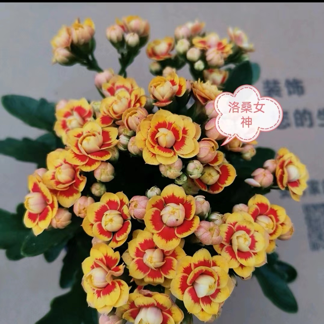 洛桑女神:苗很好颗型小，会有烂叶黄叶，个别枝条会有折断，介意勿拍