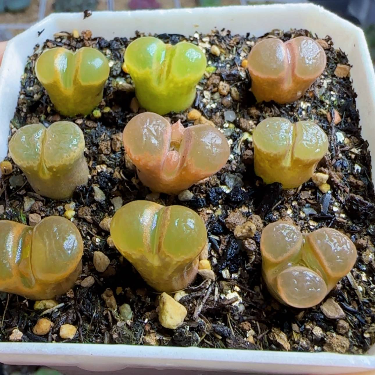 【闪购商品】42号风铃一盆9颗
