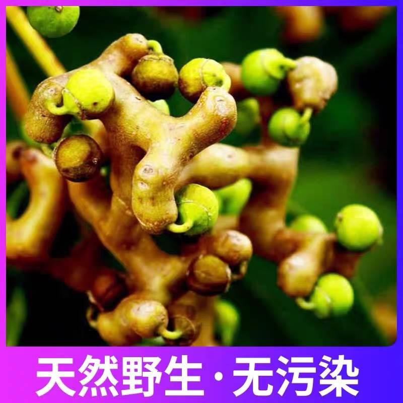 秦岭旬阳新鲜野生拐枣包邮 凤爪梨万寿果枳椇子生吃泡酒泡水煲粥