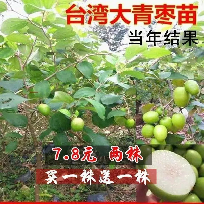 台湾牛奶大青枣 嫁接枣树苗 贵妃蜜枣脆甜水分多四季种植当年结果