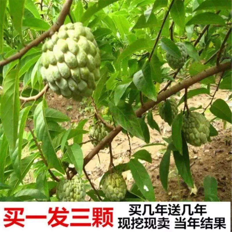 【买一送一】佛陀果番荔枝苗台湾释迦果苗佛头果凤梨释迦果树苗