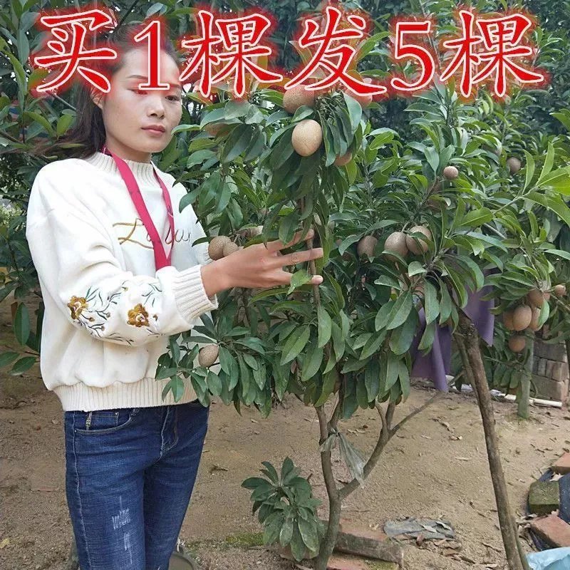 人心果树苗珍贵树苗 盆栽南方 人参果苗 人心果树苗 南方四季种植