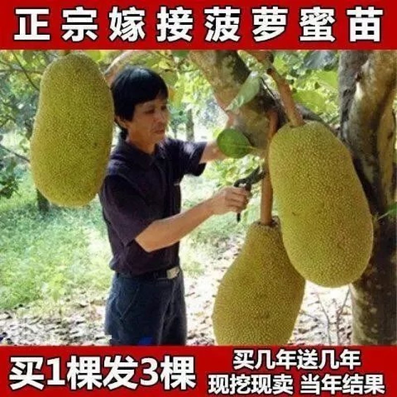 菠萝蜜苗南北方种植四季菠萝蜜树苗马来西亚1号木菠萝苗当年结果