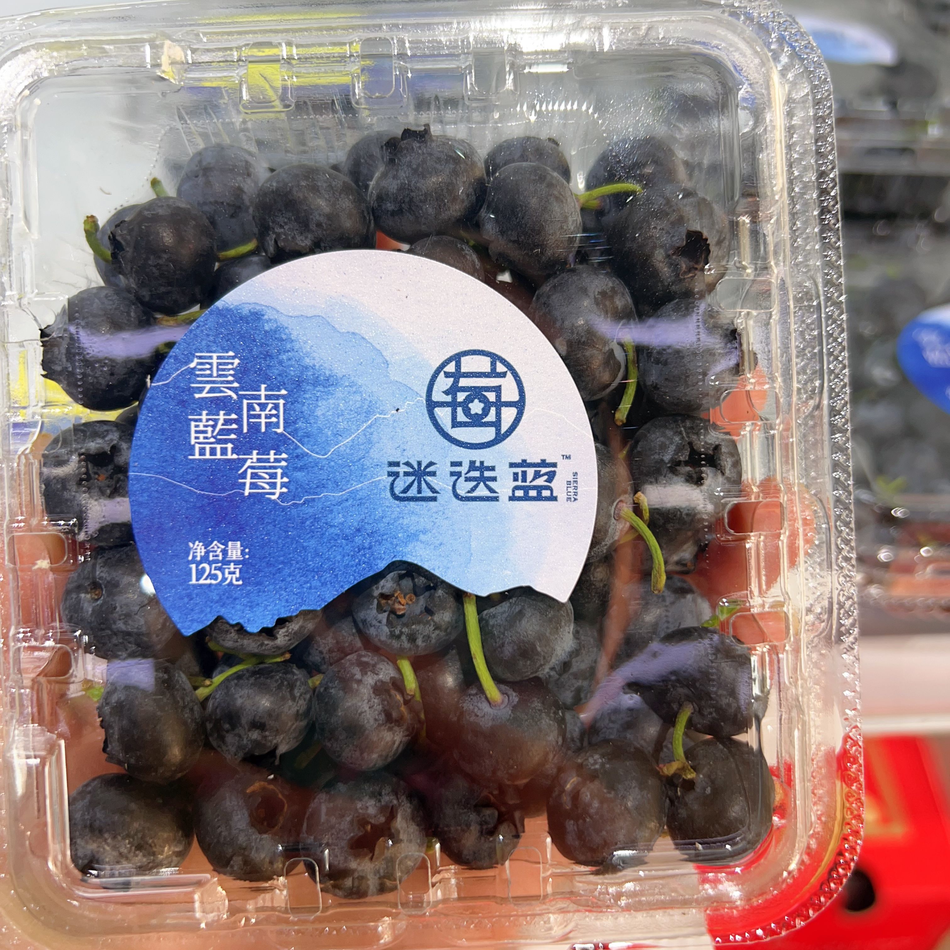云南迷迭蓝 蓝莓