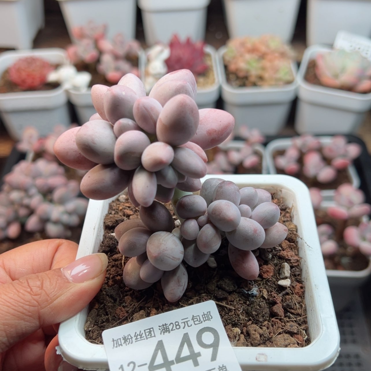 【闪购商品】北*汤圆，