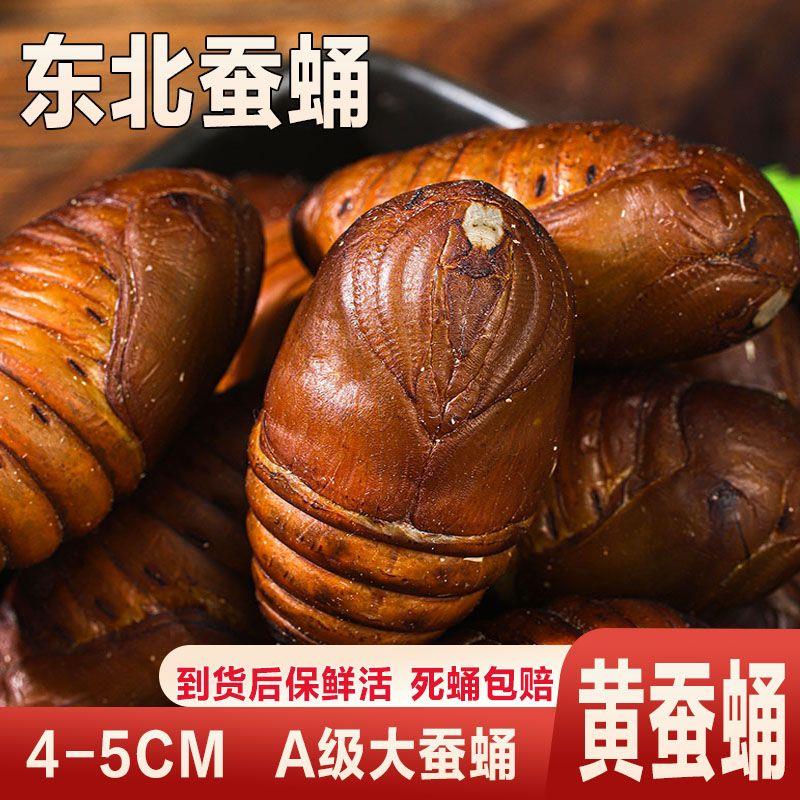 东北特产蚕蛹蝉蛹黄蚕蛹新鲜活蚕蛹鲜活野生柞蚕蛹茧蛹二黄蚕蛹