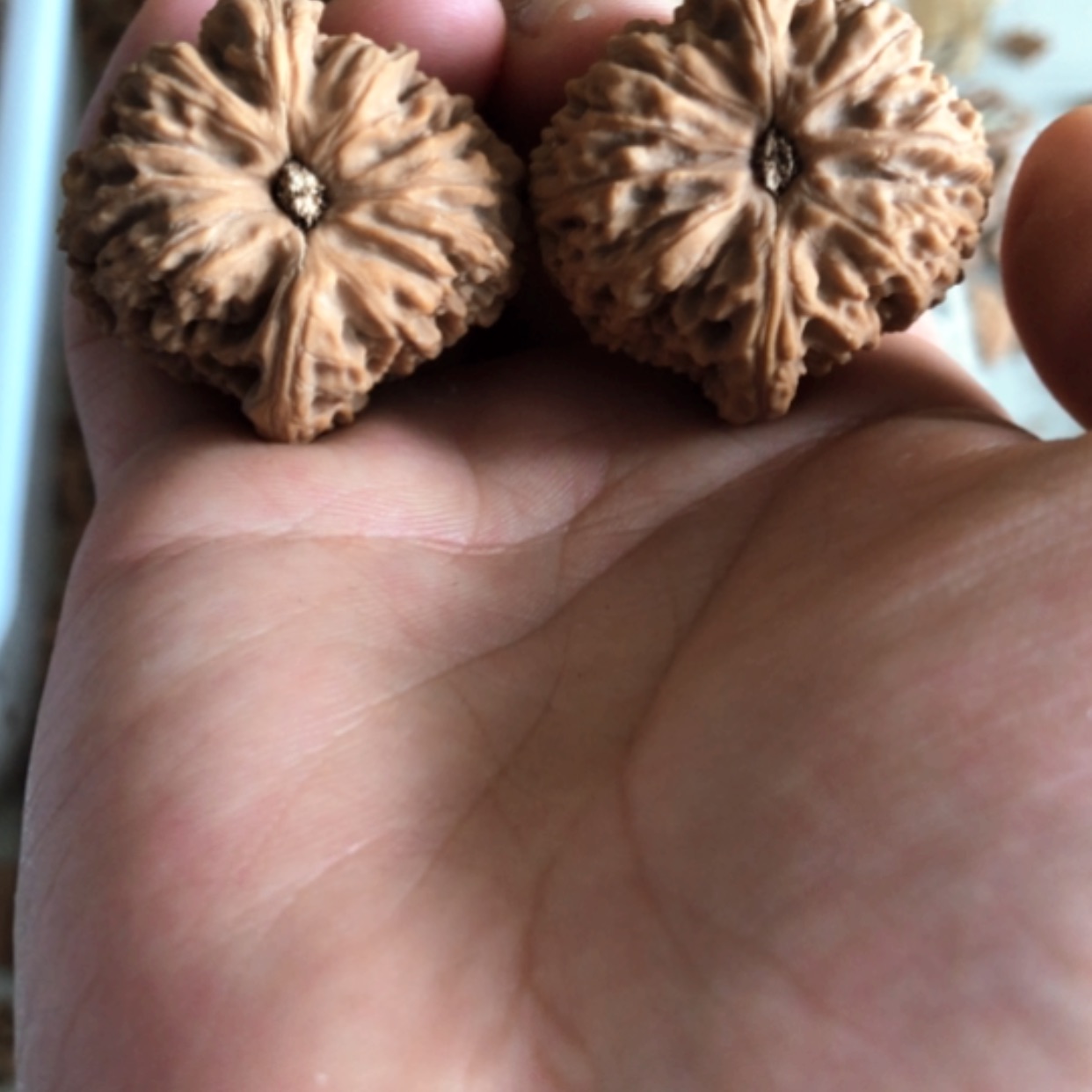 【闪购商品】木核雕红***山