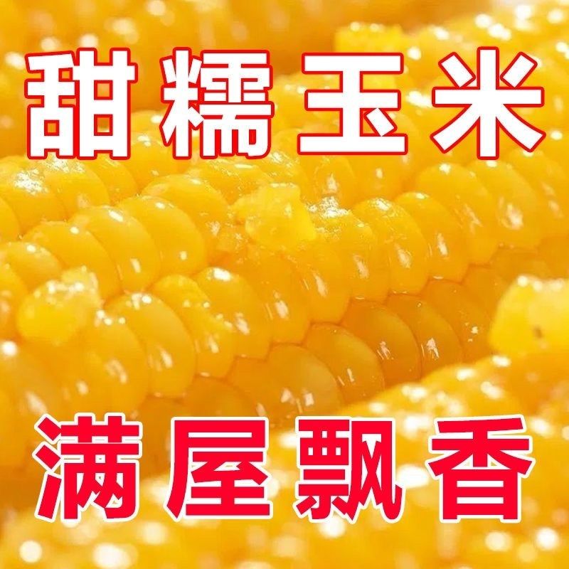 粘掉牙黄玉米种子甜又糯黄玉米种子东北糯玉米四季播高产杂交种子