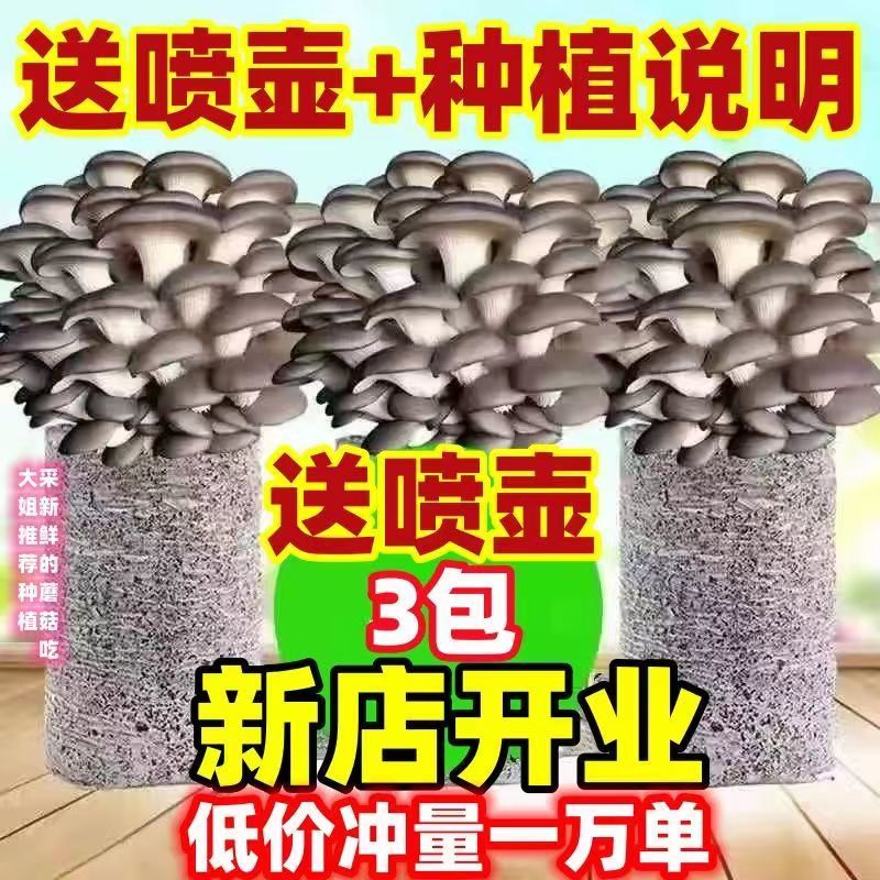 【不出菇包赔】蘑菇菌包家庭种植食用菌棒蘑菇种植包食用平菇菌种