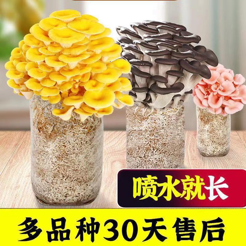 【买一发三】蘑菇菌包蘑菇种植包平菇菌棒香菇菌种菇种家庭食用菌
