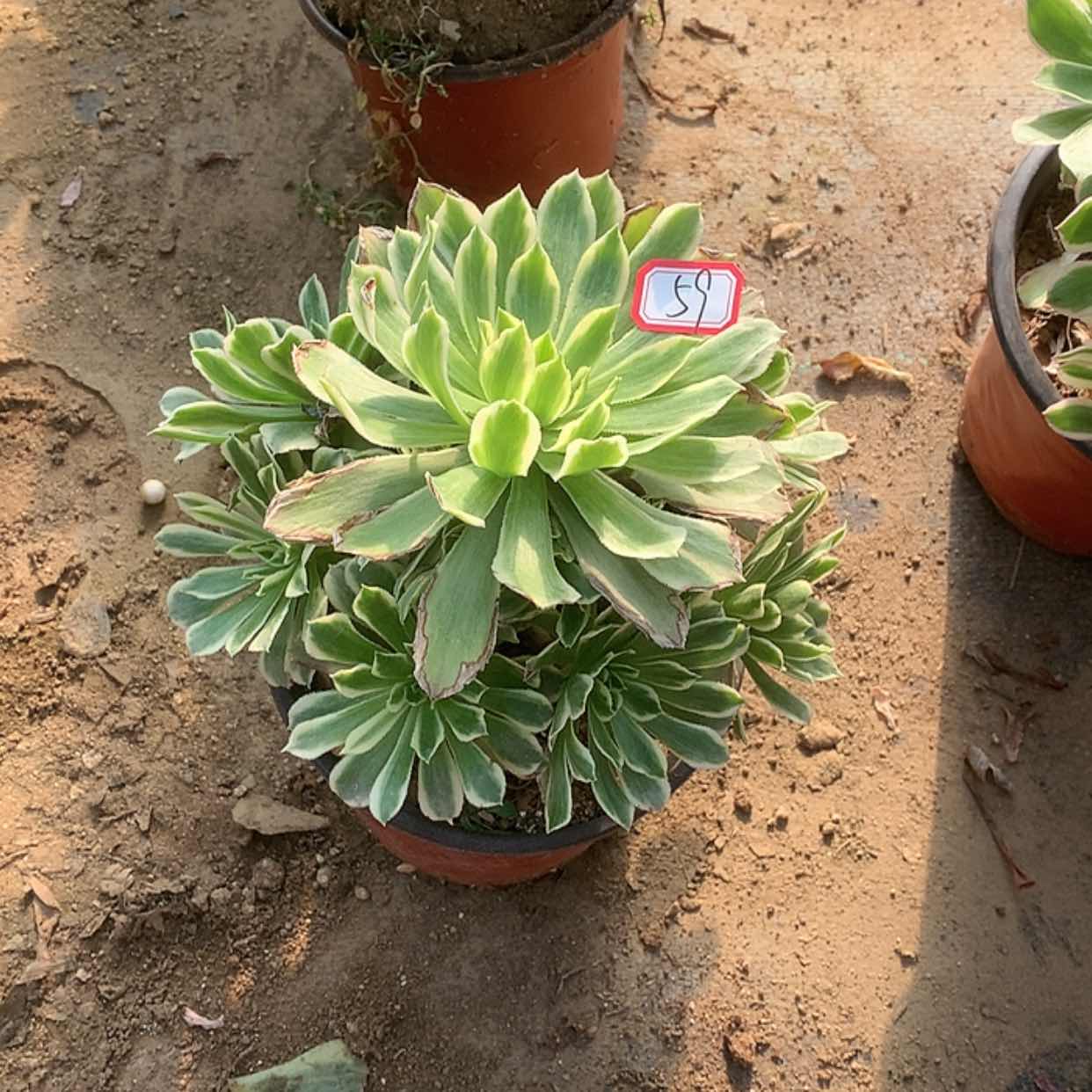 【闪购商品】59碧浪