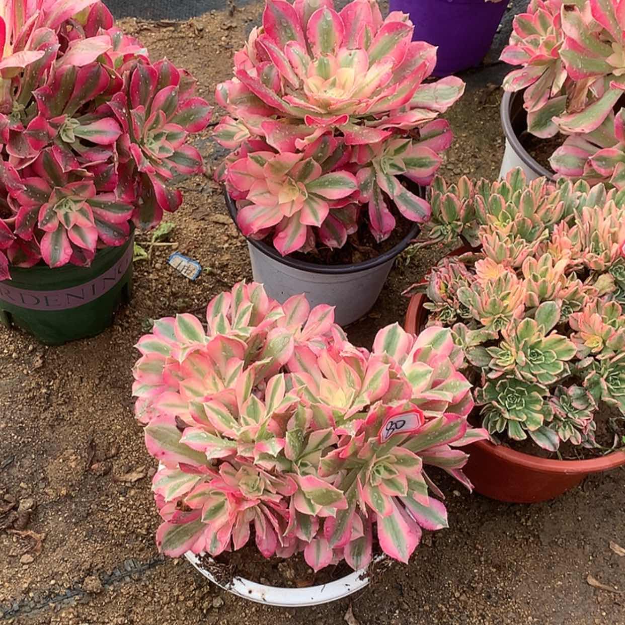 【闪购商品】80粉女巫