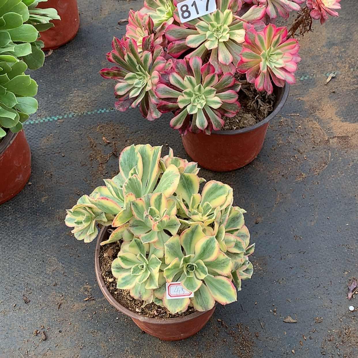 【闪购商品】818青花瓷