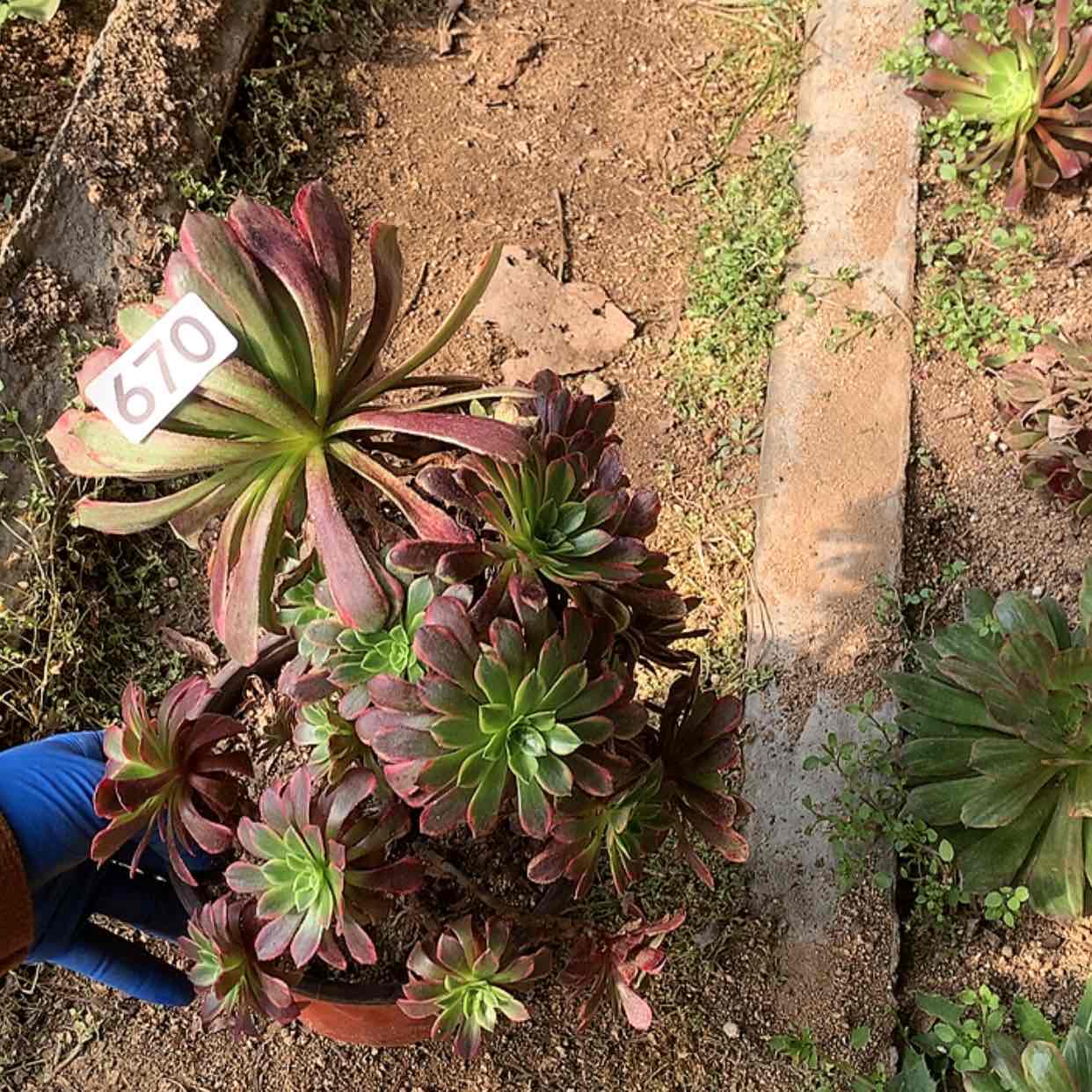 【闪购商品】670朝霞锦