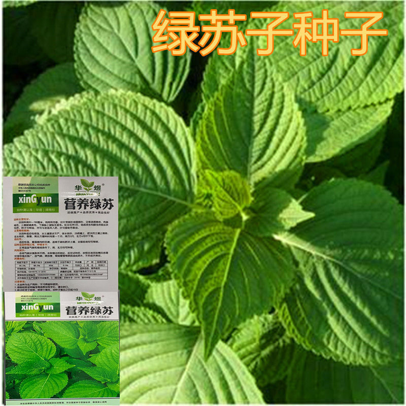 【5包仅1块】苏子叶种籽子东北大叶绿苏种子可食用药用春秋四季种