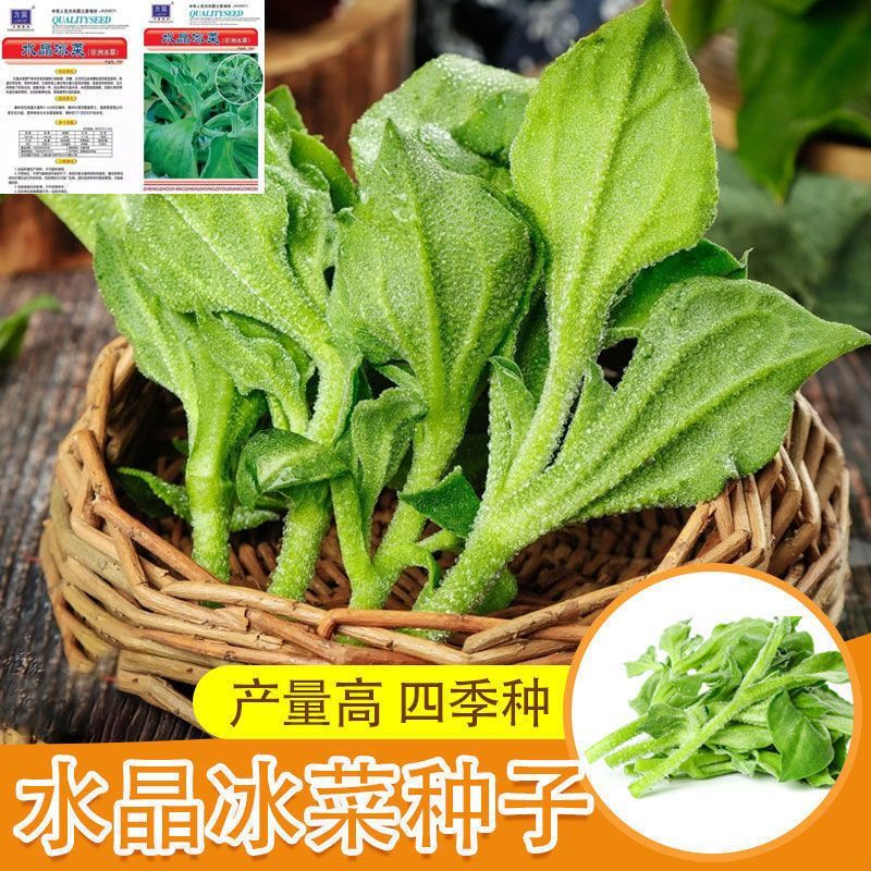 【5包仅1块】四季正宗冰菜种子高钙纯正特菜冰草菜种子阳台庭院盆