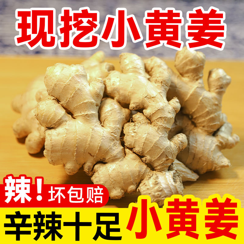 【青青】新鲜嫩姜小黄姜正宗云南生姜新鲜现发现发包邮整箱蔬菜