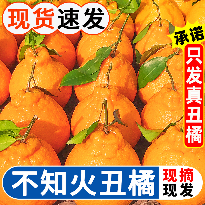 【小扬哥推荐】四川不知火丑橘新鲜水果当季整箱10斤丑八怪丑粑粑