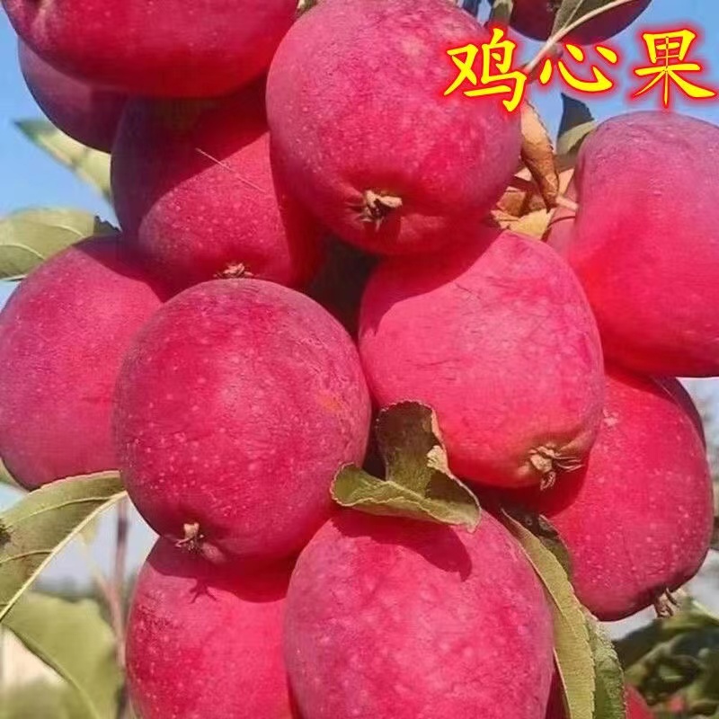 鸡心果特大果送礼送朋友专用果王1-5斤新鲜水果非常好吃