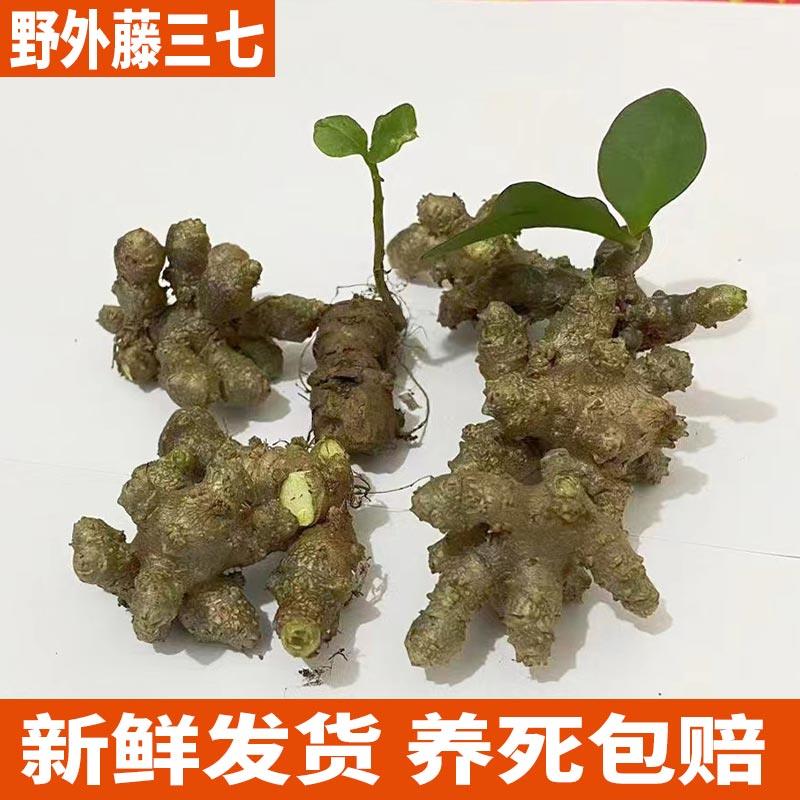 藤三七种球盆栽种植苗爬藤植物田七苗盆栽活苗三七植物绿植室内