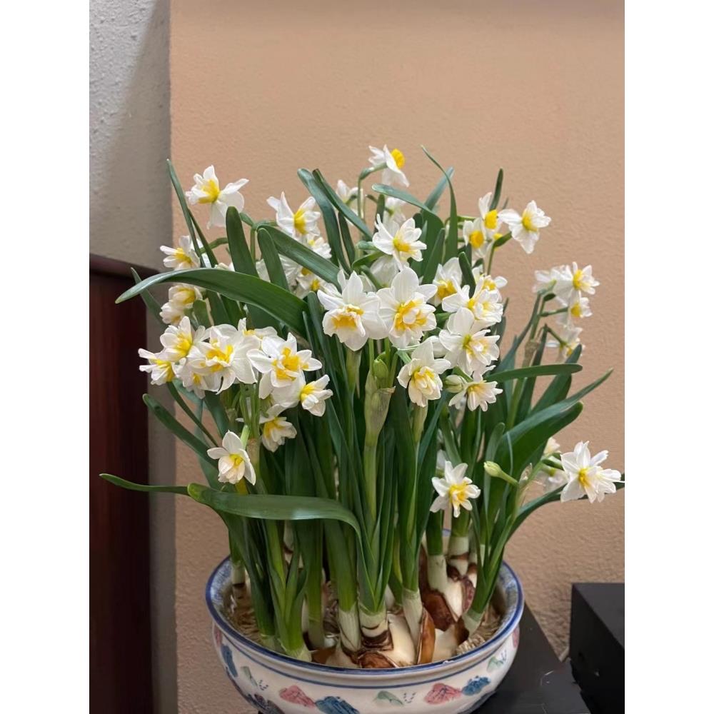 水仙花盆栽水养水培花卉植物室内花好养易活洋水仙花卉耐寒种球籽