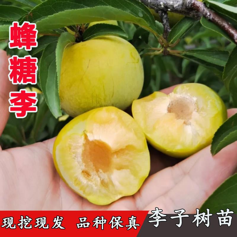 四川脱骨李子苗树苖嫁接蜂糖李树苗早熟脆甜青脆李苗南方北方种植