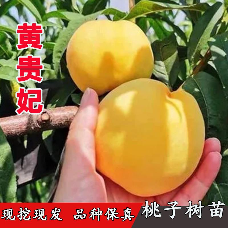 新品种黄桃树苗黄金蜜桃黄贵妃桃苗晚熟水蜜桃树果苗盆栽庭院地栽