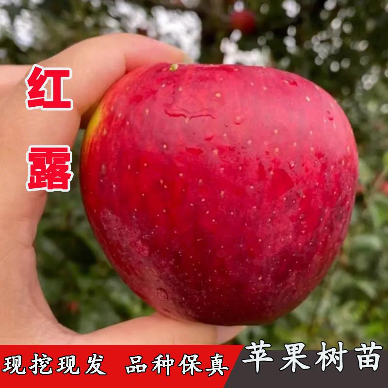 嫁接早熟冰糖心苹果树苗红露苹果苗特大脆甜南方北方种植当年结果