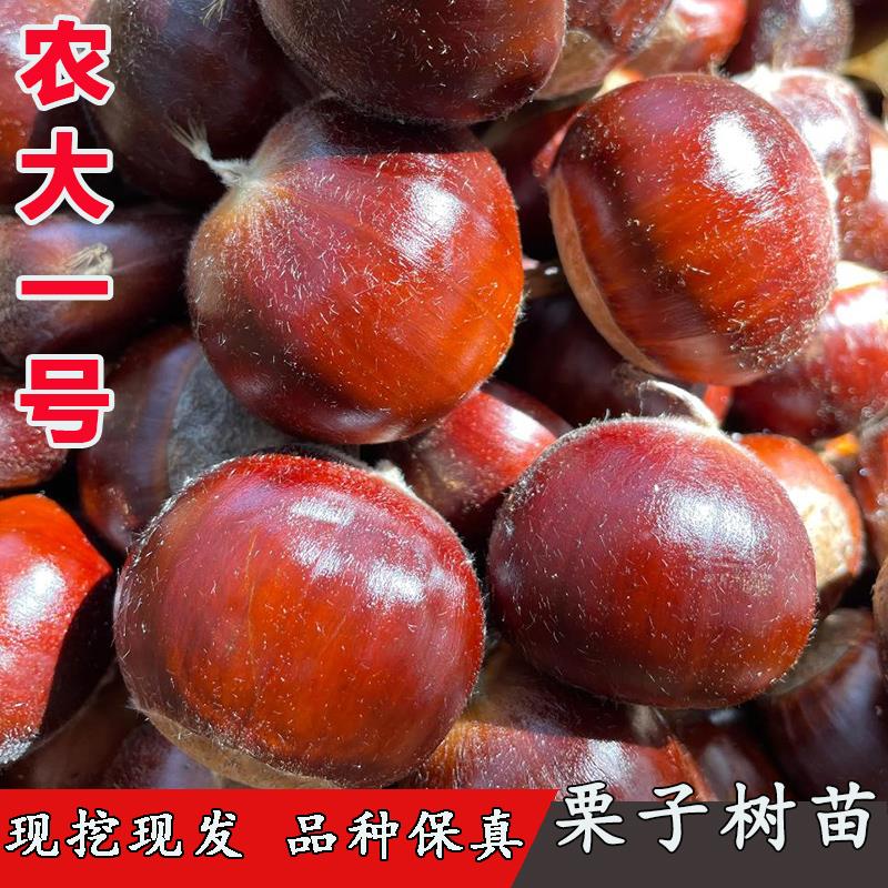 板栗苗树嫁接早熟农大一号板栗苗高产大果盆栽地栽南北方种植果树