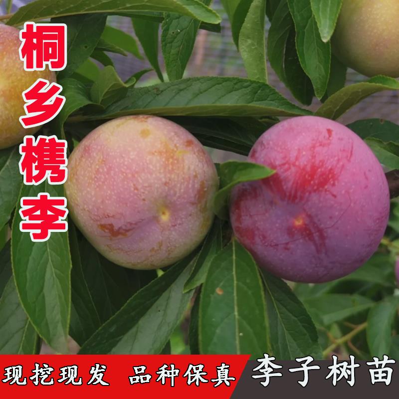 正宗桐乡檇李苗醉李槜李树苗李子果树苗盆栽庭院地栽南方北方种植